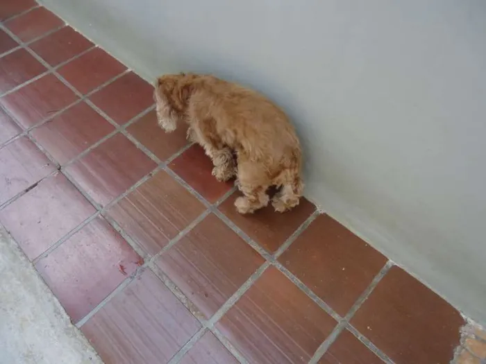 Cachorro ra a Cocker idade 6 ou mais anos nome ted