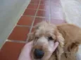 ted