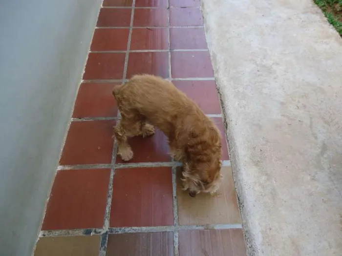 Cachorro ra a Cocker idade 6 ou mais anos nome ted