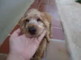 ted