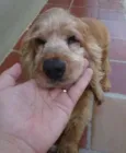 ted
