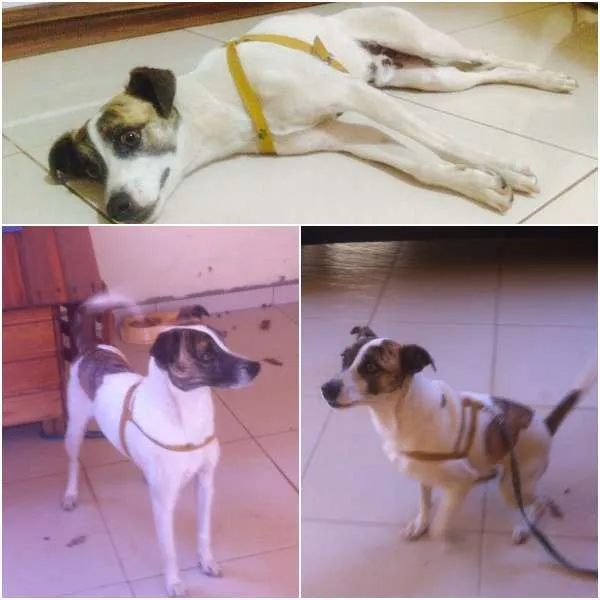Cachorro ra a SRD idade 3 anos nome Snoopy GRATIFICA