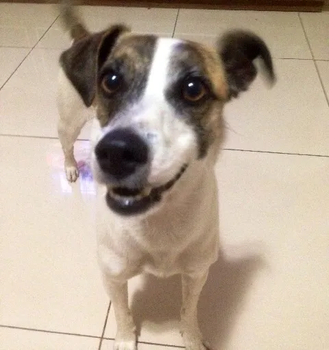 Cachorro ra a SRD idade 3 anos nome Snoopy GRATIFICA