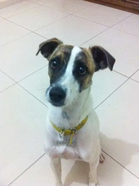 Cachorro ra a SRD idade 3 anos nome Snoopy GRATIFICA