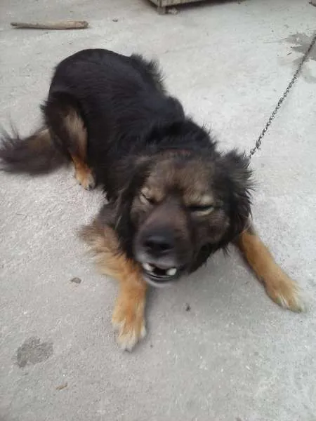 Cachorro ra a SRD idade 3 anos nome Bilu
