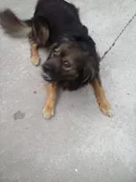 Cachorro ra a SRD idade 3 anos nome Bilu