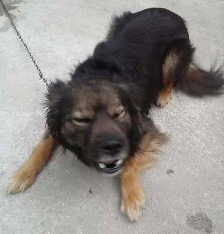 Cachorro ra a SRD idade 3 anos nome Bilu