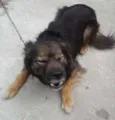 Bilu
