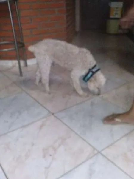Cachorro ra a Poodle idade 1 ano nome SEM NOME