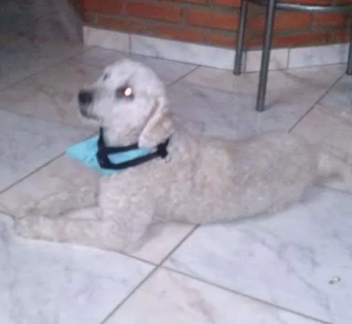 Cachorro ra a Poodle idade 1 ano nome SEM NOME