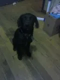 Cachorro ra a SRD idade  nome Lindo menino