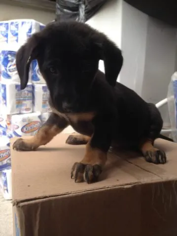 Cachorro ra a SRD idade 2 a 6 meses nome Malú