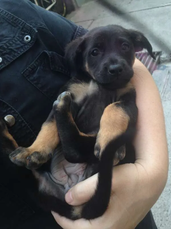 Cachorro ra a SRD idade 2 a 6 meses nome Malú