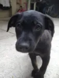 ELLA