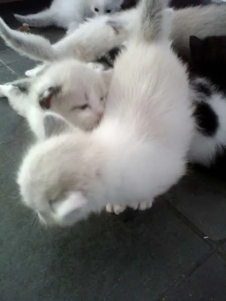 Gato ra a Ciames com angora  idade Abaixo de 2 meses nome Não tem nome 