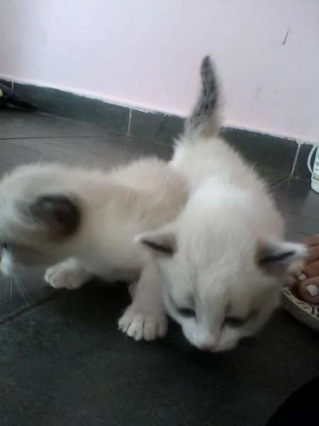 Gato ra a Ciames com angora  idade Abaixo de 2 meses nome Não tem nome 
