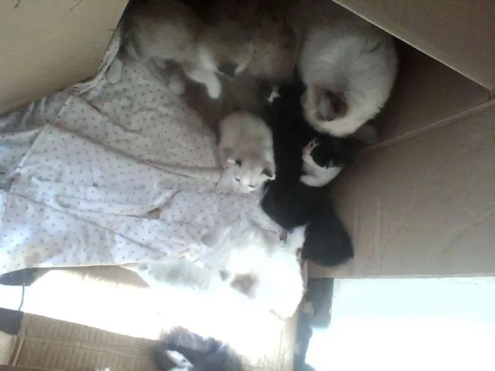 Gato ra a Ciames com angora  idade Abaixo de 2 meses nome Não tem nome 