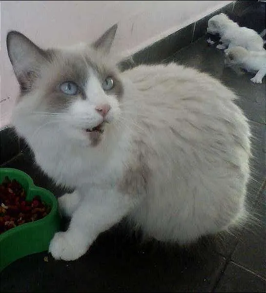 Gato ra a Ciames com angora  idade Abaixo de 2 meses nome Não tem nome 