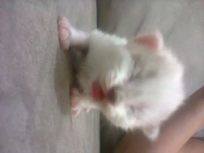 Gato ra a Ciames com angora  idade Abaixo de 2 meses nome Não tem nome 