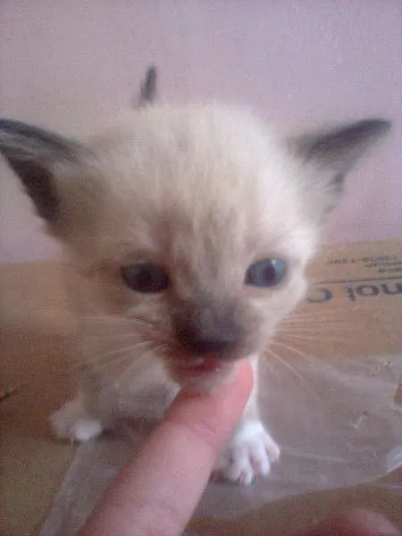 Gato ra a Ciames com angora  idade Abaixo de 2 meses nome Não tem nome 