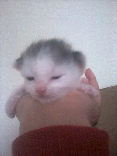 Gato ra a Ciames com angora  idade Abaixo de 2 meses nome Não tem nome 