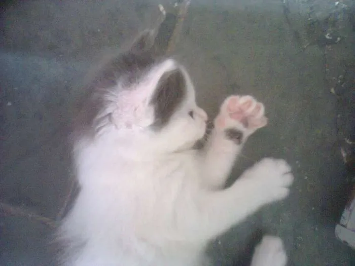 Gato ra a Ciames com angora  idade Abaixo de 2 meses nome Não tem nome 