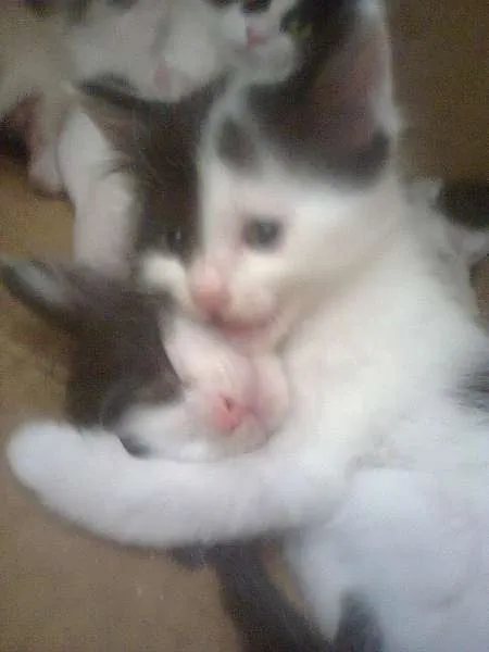 Gato ra a Ciames com angora  idade Abaixo de 2 meses nome Não tem nome 