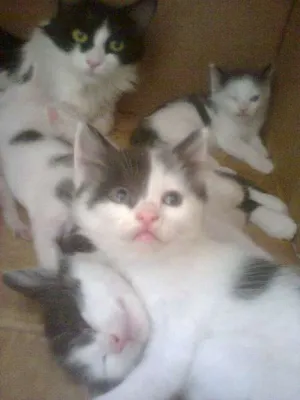 Gato raça Ciames com angora  idade Abaixo de 2 meses nome Não tem nome 