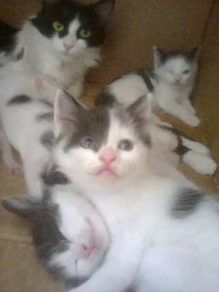 Gato ra a Ciames com angora  idade Abaixo de 2 meses nome Não tem nome 