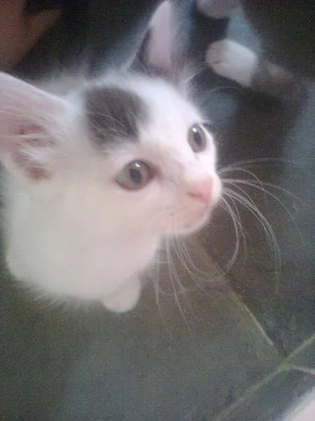 Gato ra a Ciames com angora  idade Abaixo de 2 meses nome Não tem nome 