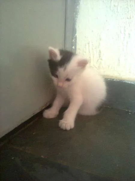 Gato ra a Ciames com angora  idade Abaixo de 2 meses nome Não tem nome 