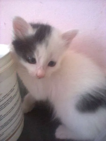 Gato ra a Ciames com angora  idade Abaixo de 2 meses nome Não tem nome 