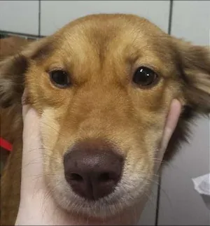 Cachorro raça SRD idade 2 anos nome bela