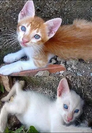Gato raça SRD idade 2 a 6 meses nome Júnior