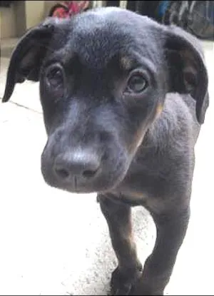 Cachorro raça SRD idade 2 a 6 meses nome ELLA