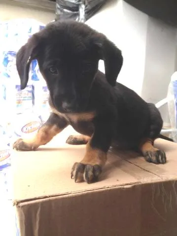 Cachorro ra a SRD idade 2 a 6 meses nome Malú