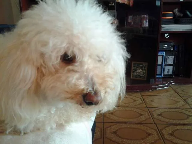 Cachorro ra a Poodle Toy idade 6 ou mais anos nome Lilica