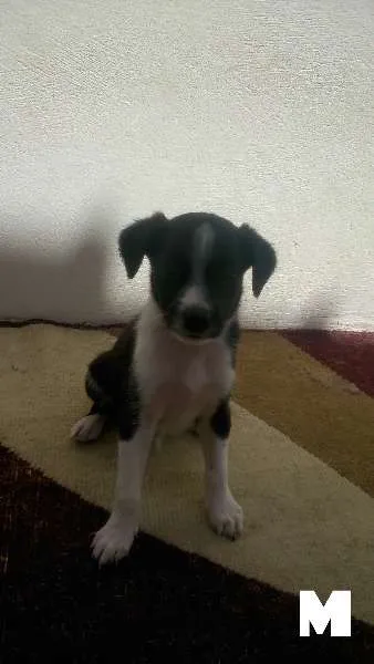Cachorro ra a SRD idade Abaixo de 2 meses nome Filhotes