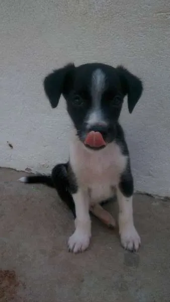 Cachorro ra a SRD idade Abaixo de 2 meses nome Filhotes