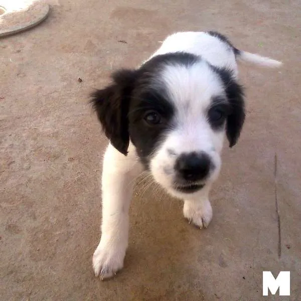 Cachorro ra a SRD idade Abaixo de 2 meses nome Filhotes