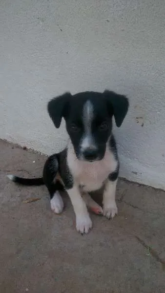 Cachorro ra a SRD idade Abaixo de 2 meses nome Filhotes