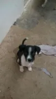 Filhotes