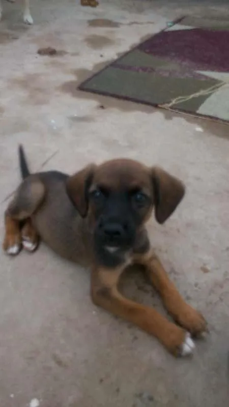 Cachorro ra a SRD idade Abaixo de 2 meses nome Filhotes