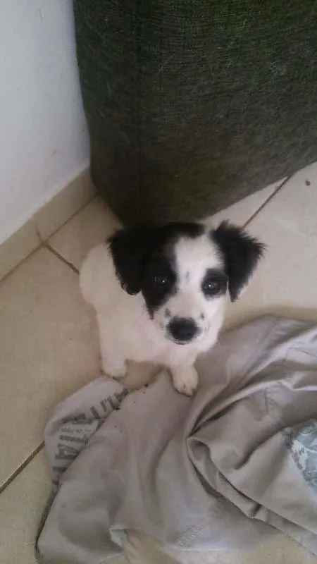 Cachorro ra a SRD idade Abaixo de 2 meses nome Filhotes
