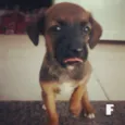 Filhotes
