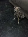 pituka