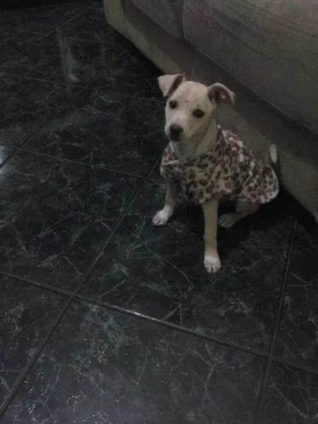 Cachorro ra a SRD idade 2 a 6 meses nome pituka