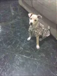 pituka