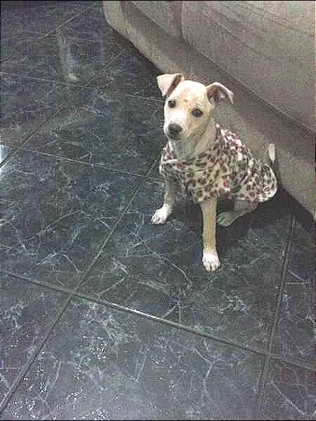 Cachorro ra a SRD idade 2 a 6 meses nome pituka
