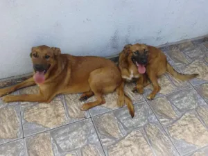 Cachorro raça SRD idade 1 ano nome Bob e Marley